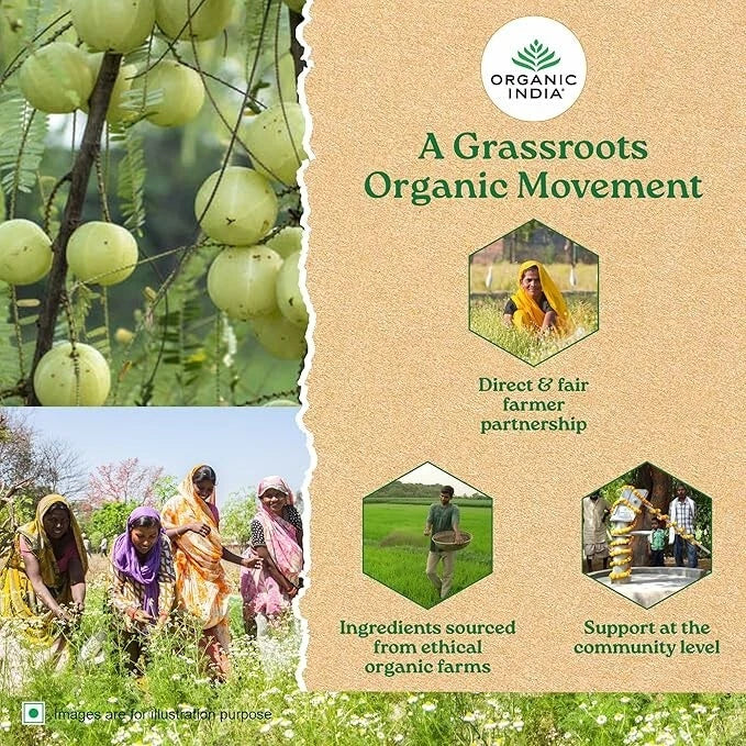 Organic India Tulsi Lemon Ginger Green Tea 4 Pack (100 Bags) – Herbal Wellness