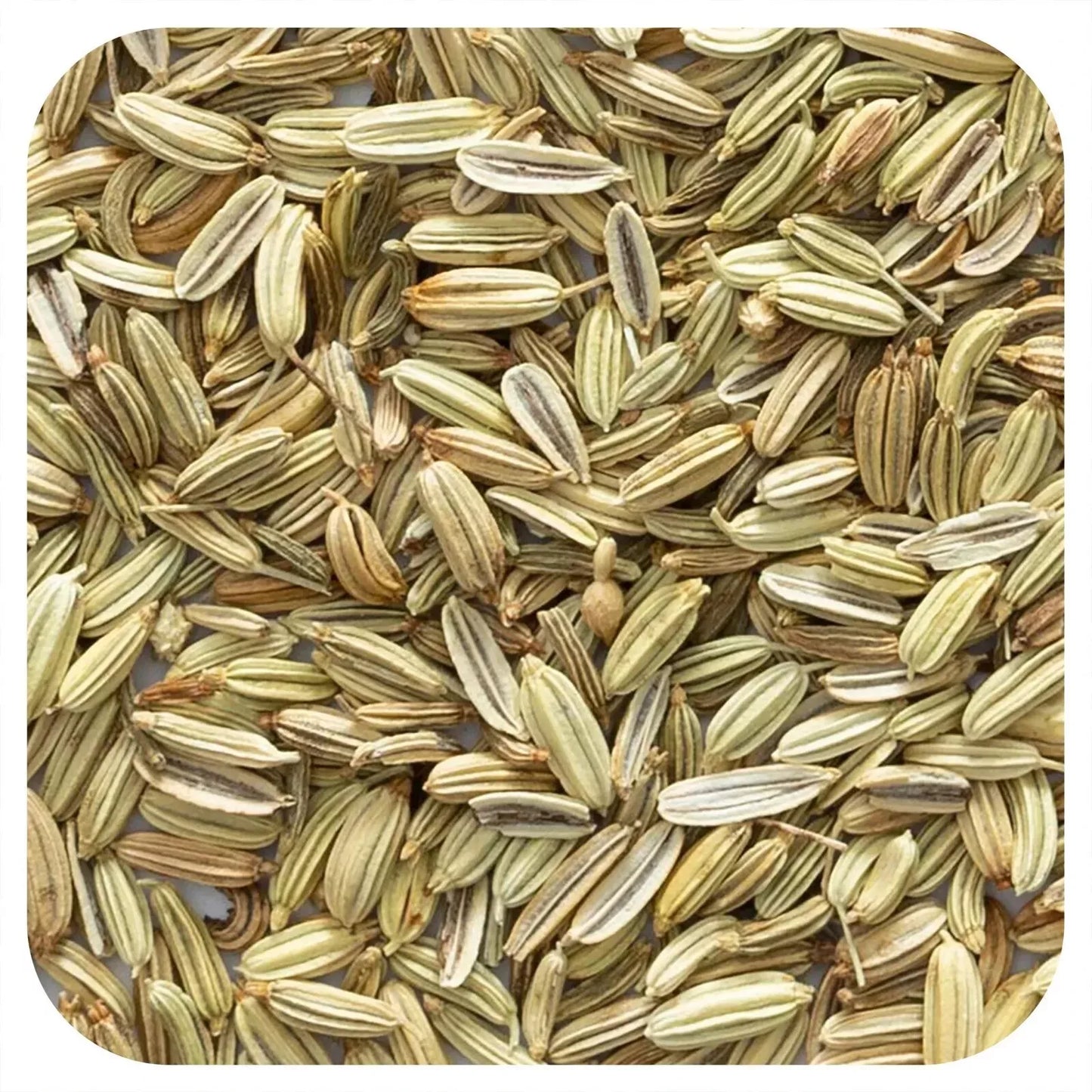 Graines de fenouil entières biologiques 453 g (16 oz) Fraîches, aromatiques, casher Livraison internationale gratuite